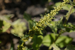 Rumex dentatus